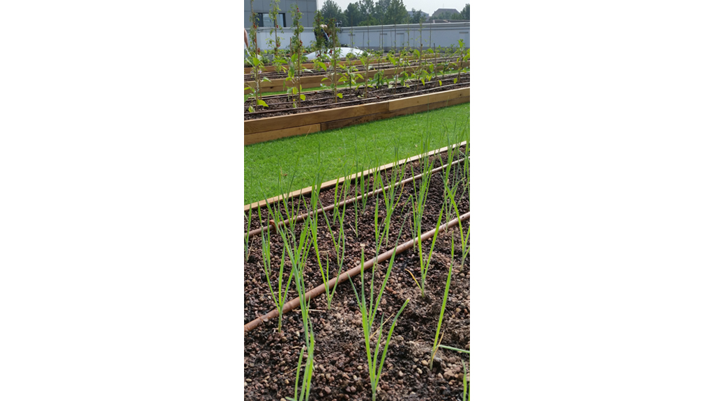 Industrial architecture Roofingreen