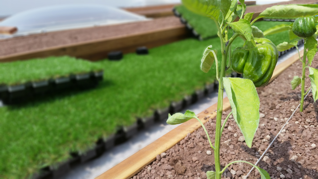 Industrial architecture Roofingreen