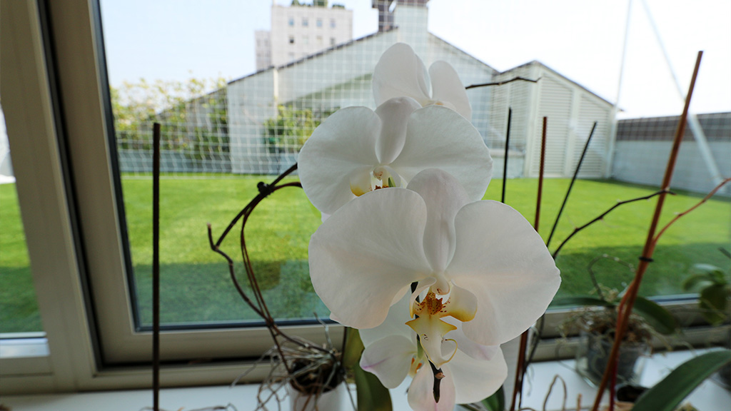 Roofingreen The Number 6 - in the city