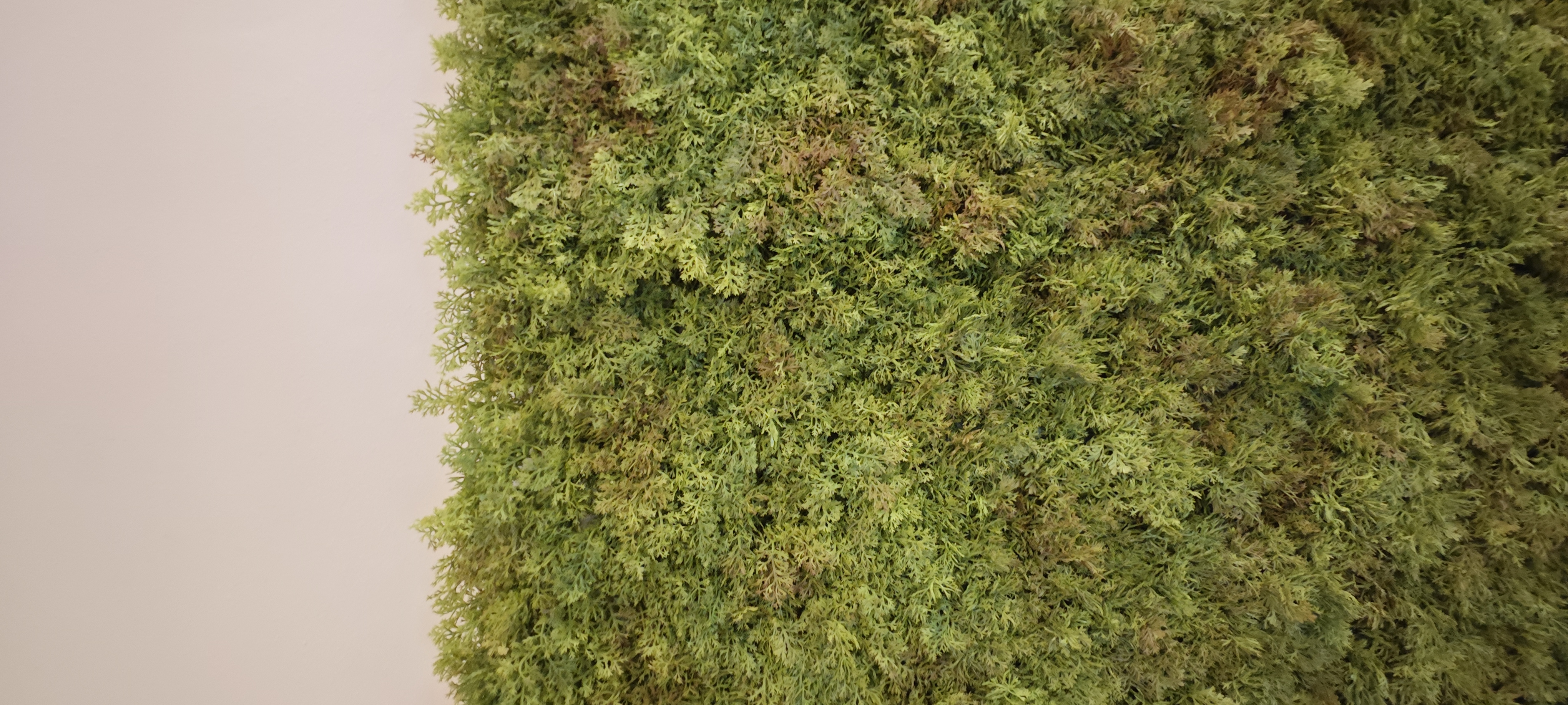 Liche Lichen Panels